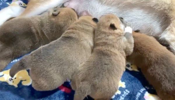 母乳を飲む茶太郎くん、ゆずちゃん、マツコちゃん、トマトちゃん