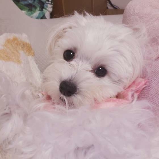 甘え上手 人好きな犬種ランキングベスト3 いぬのきもちweb Magazine