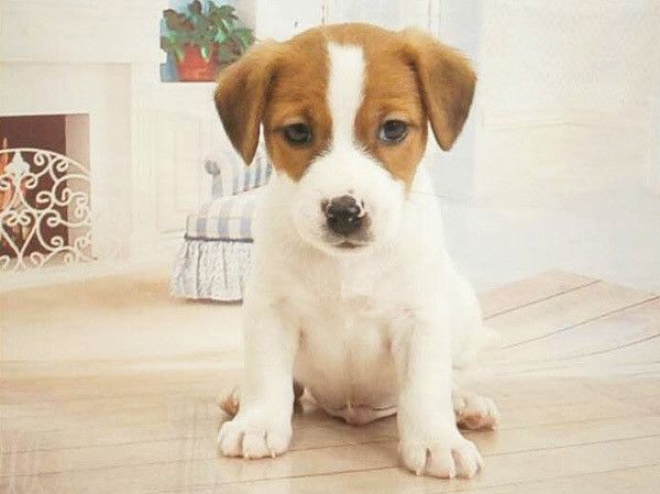 見つめるジャック・ラッセル・テリア