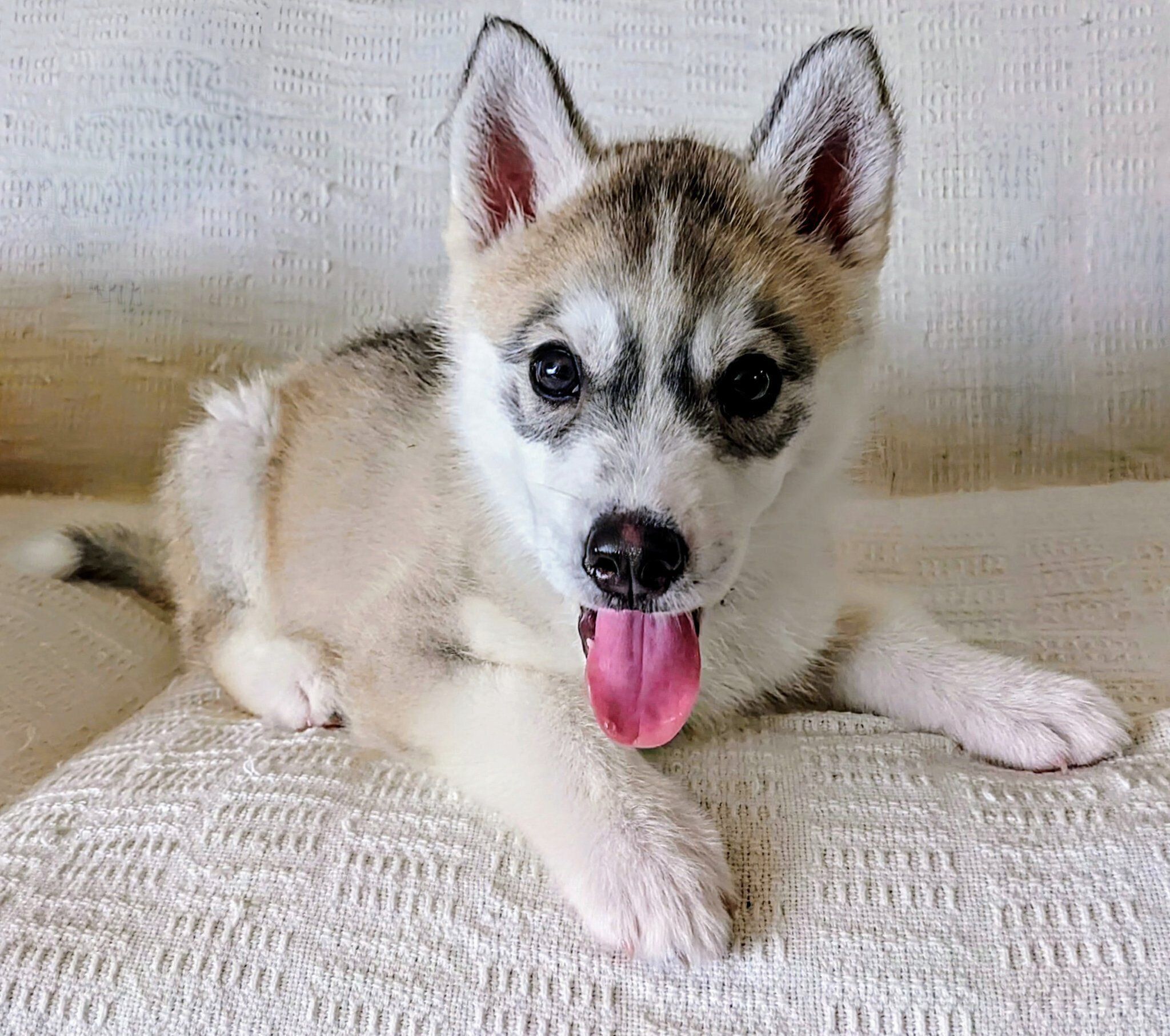 お迎えしたばかりのころのテラちゃん