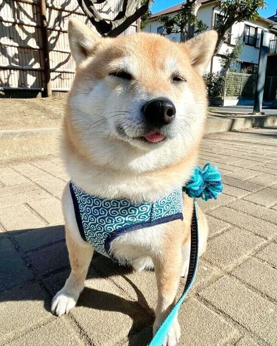 日向ぼっこを楽しむこじろうくん