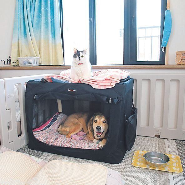 Kさん家の愛猫のもずくくんはさんごちゃんのことが大好き。事故のあとはさんごちゃんに寄り添い、元気づけているよう