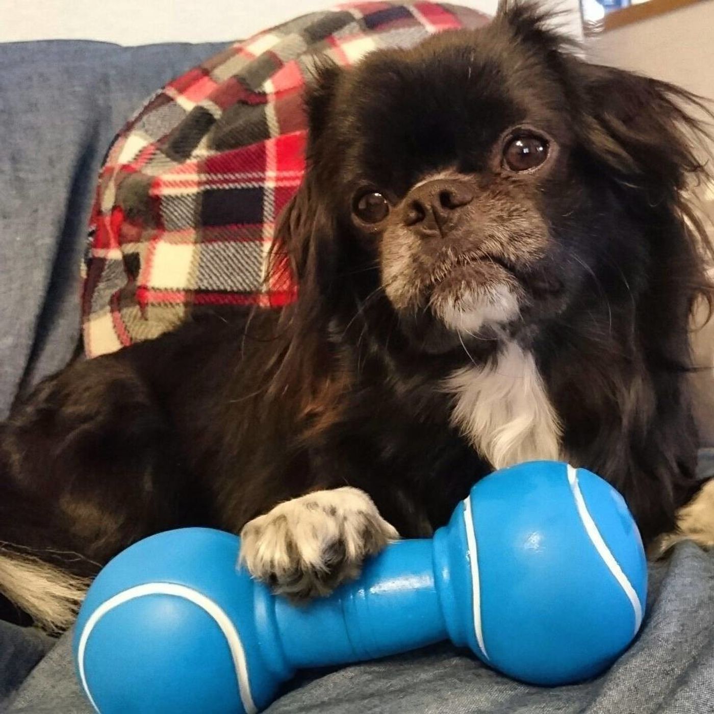 100円ショップの犬グッズ特集 おもちゃだけじゃなく服まである いぬのきもちweb Magazine 100円ショップの犬グッズ特集 おもちゃだけじゃなく服まである いぬのきもちweb Magazine