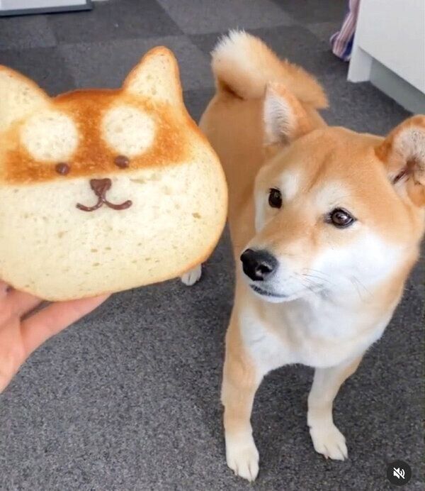 「ねこねこ食パン」を見つめるすずちゃん