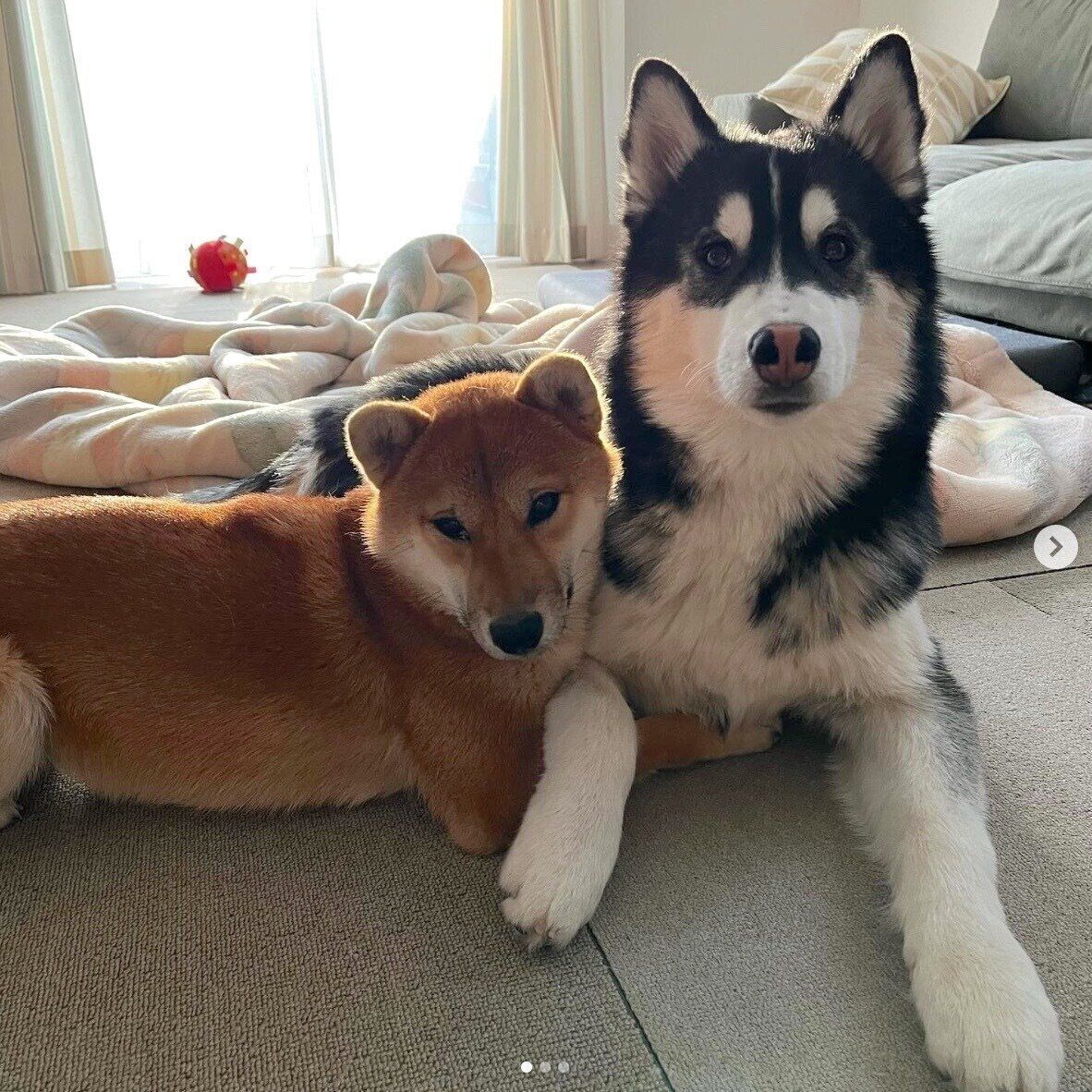 まったりするおかかちゃん、おこげくん