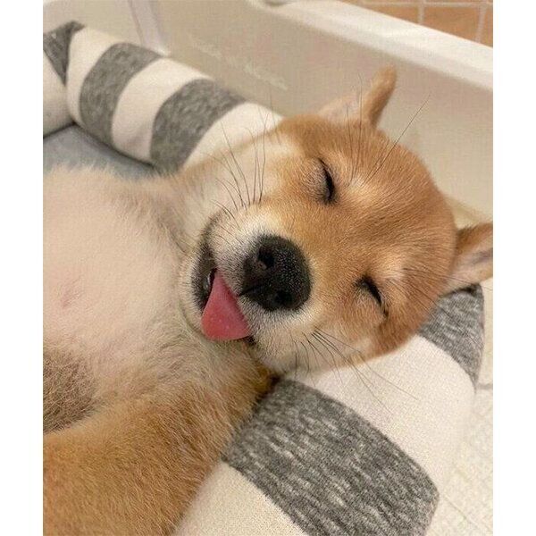 気持ちよさそうに眠るもみじちゃん