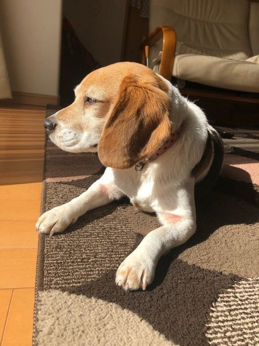 ビーグルのきららちゃん
