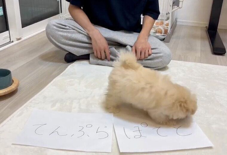 「ぽてと」の紙を選んだぽてとくん。