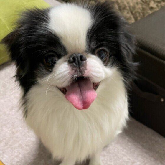 狆のライムくん♪