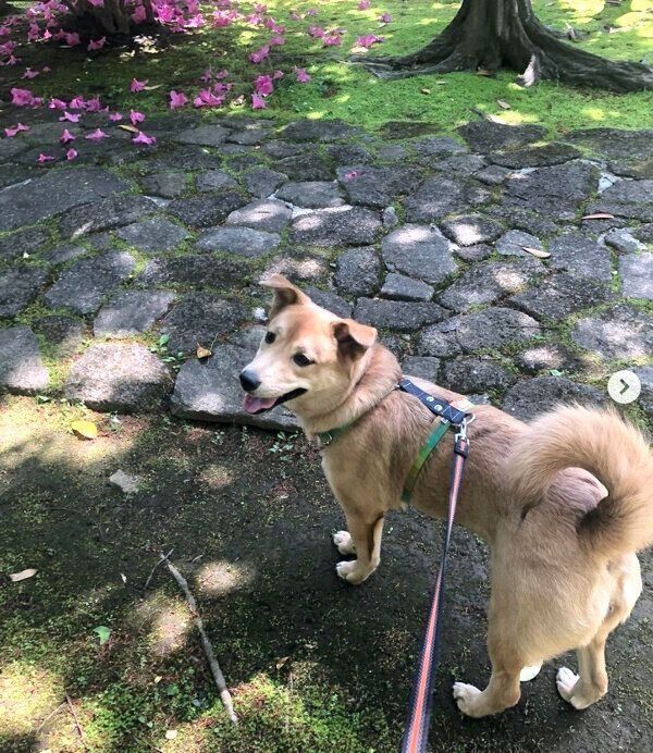 散歩中に笑顔を見せるさくらちゃん