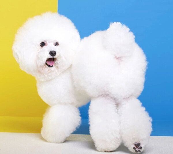 振り向くしらすちゃん