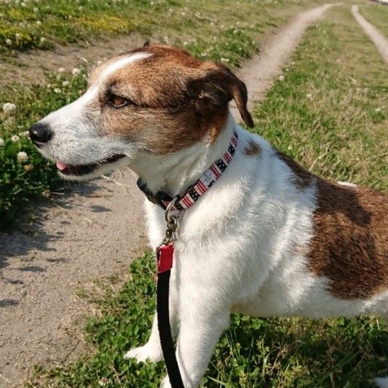 歩き疲れたジャック