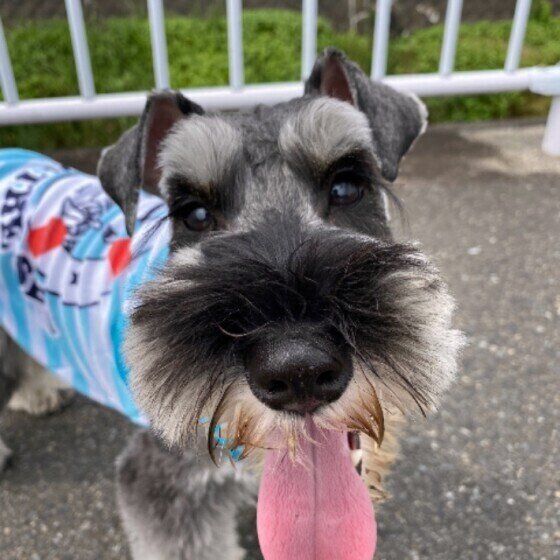 うちの犬が生きたセミを食べた ゾッとする犬の行動を獣医師が解説 いぬのきもちweb Magazine