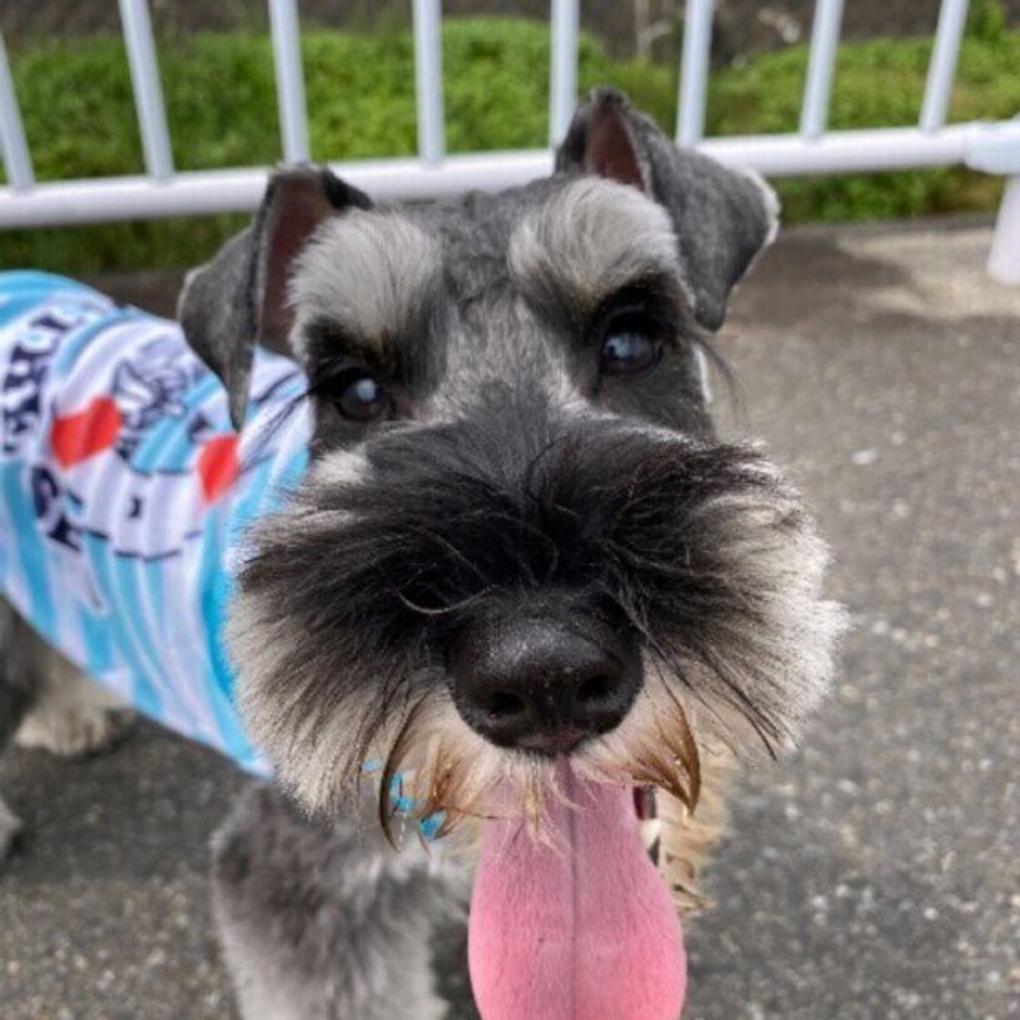 うちの犬が生きたセミを食べた ゾッとする犬の行動を獣医師が解説 いぬのきもちweb Magazine うちの犬が生きたセミを食べた ゾッとする犬の行動を獣医師が解説 いぬのきもちweb Magazine