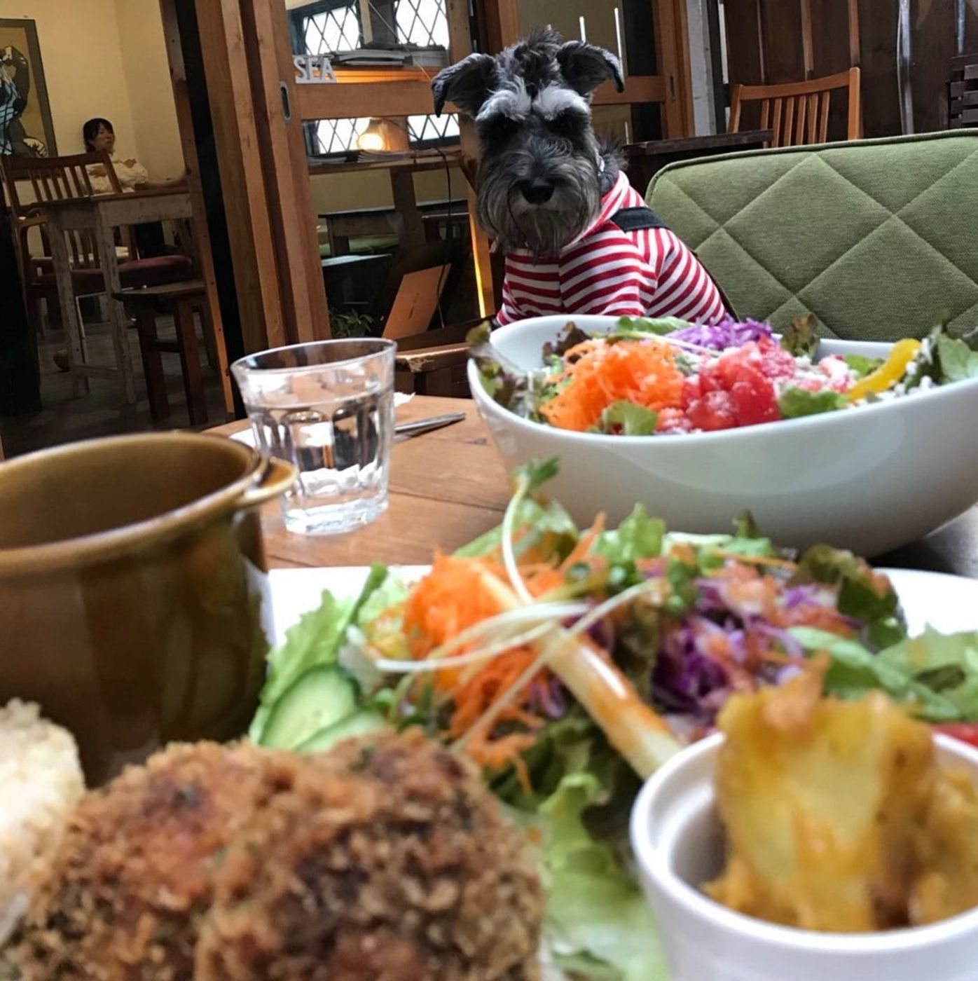 古民家カフェで愛犬とランチ 早稲田の Cafe Vg に行こう いぬのきもちweb Magazine 古民家カフェで愛犬とランチ 早稲田の Cafe Vg に行こう いぬのきもちweb Magazine