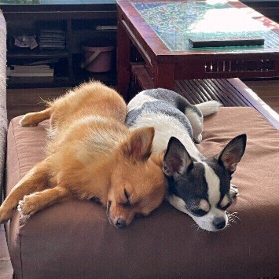 仲よくウトウト