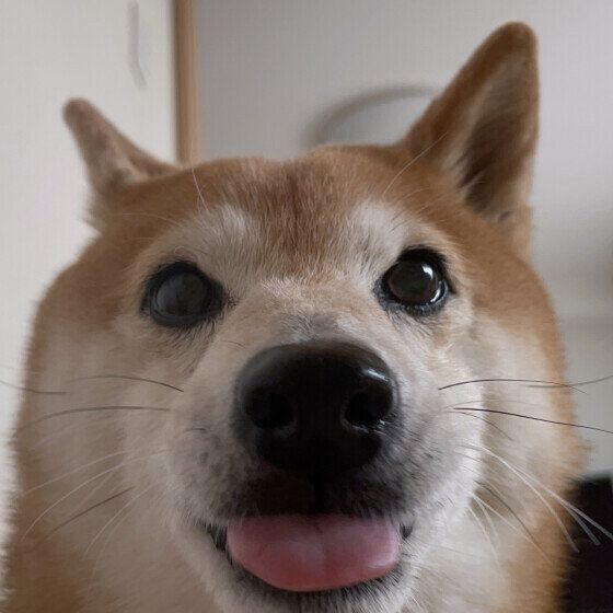 朝起こしにやってきた柴犬