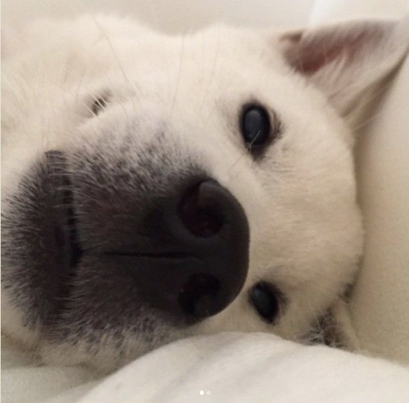 紀州犬ドアップ！