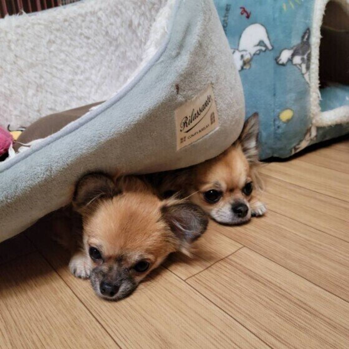 夏は犬の脱走 迷子が多くなる季節 思わぬ脱走を防ぐためにできること いぬのきもちweb Magazine 夏は犬の脱走 迷子が多くなる季節 思わぬ脱走を防ぐためにできること いぬのきもちweb Magazine