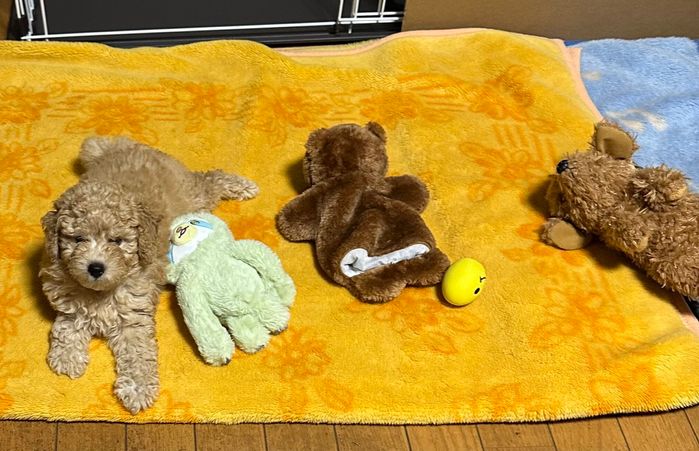 生後約3カ月のトイ・プードル