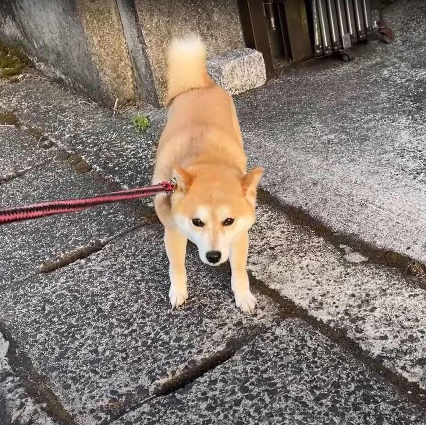 早すぎない 散歩に出てわずか10分なのに拒否柴を発動する犬 いぬのきもちweb Magazine 早すぎない 散歩に出てわずか10分なのに拒否柴を発動する犬 いぬのきもちweb Magazine