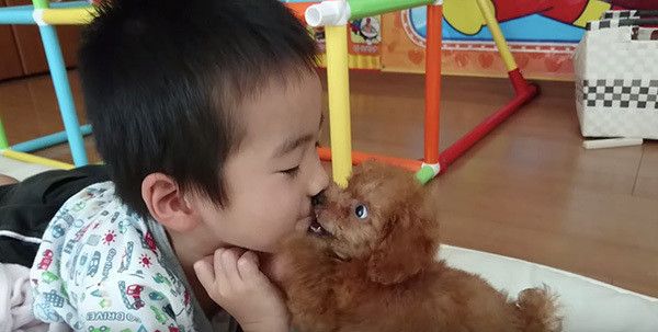 坊やとトイ・プードル