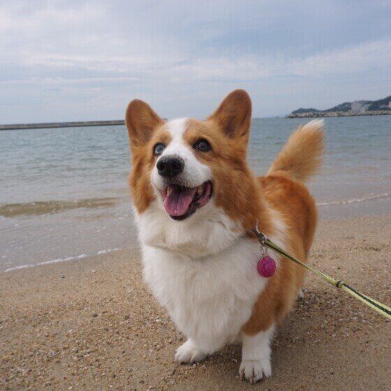 お散歩するコーギー