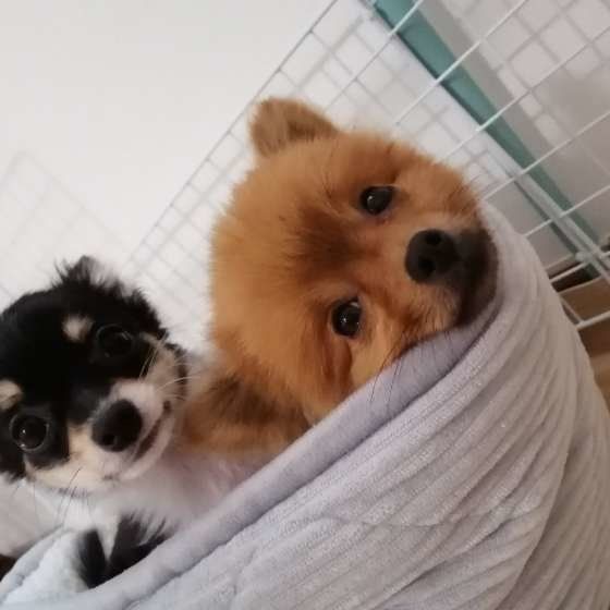 くつろぐポメラニアン