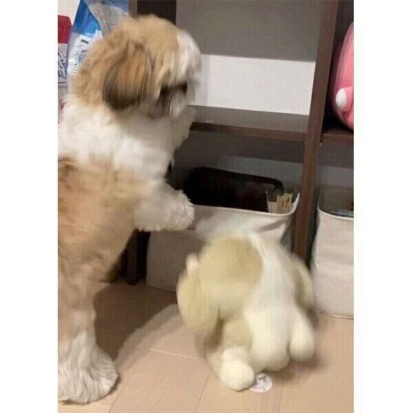 ぬいぐるみを落としたほっぷくん