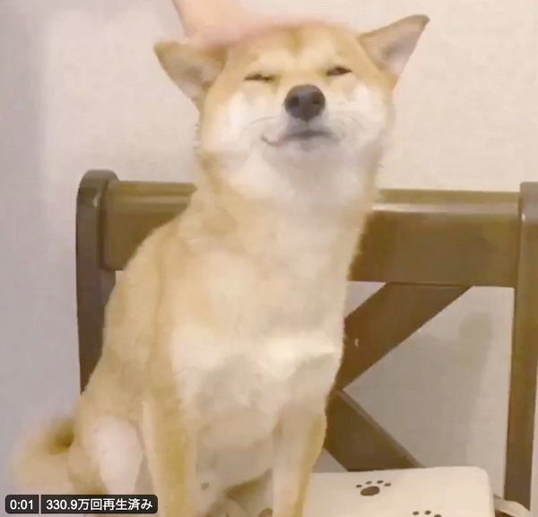 ドライヤーをしてもらうりんご郎くん