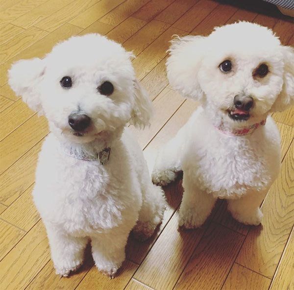 見つめるはるちゃんとさくちゃん