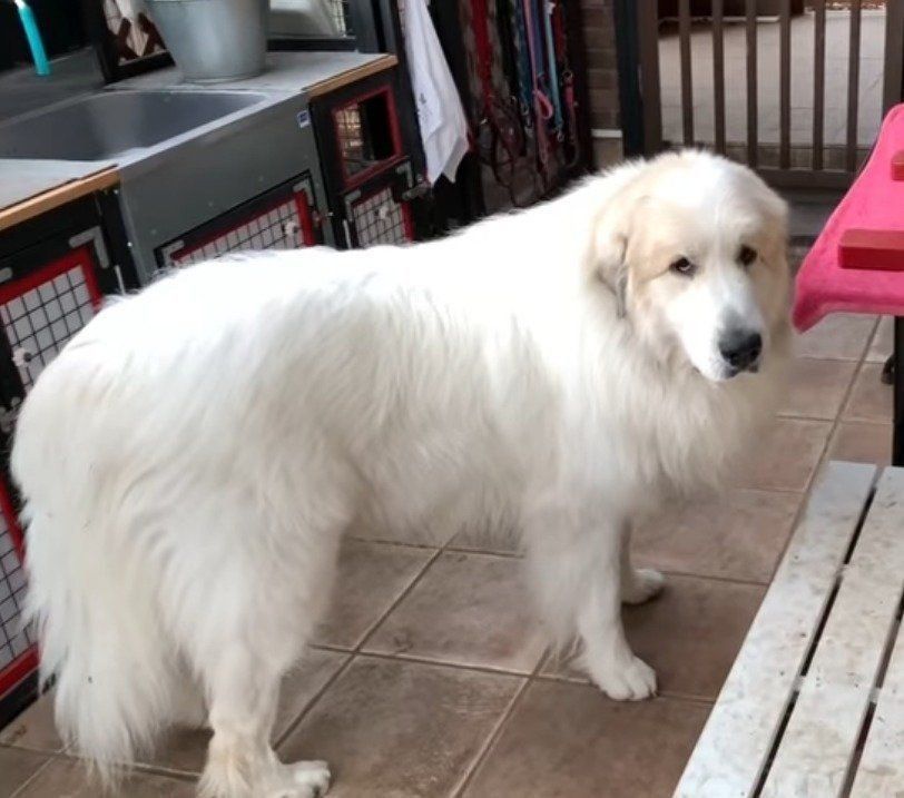 グレートピレニーズが運んできたある 重い物 にびっくり いぬのきもちweb Magazine