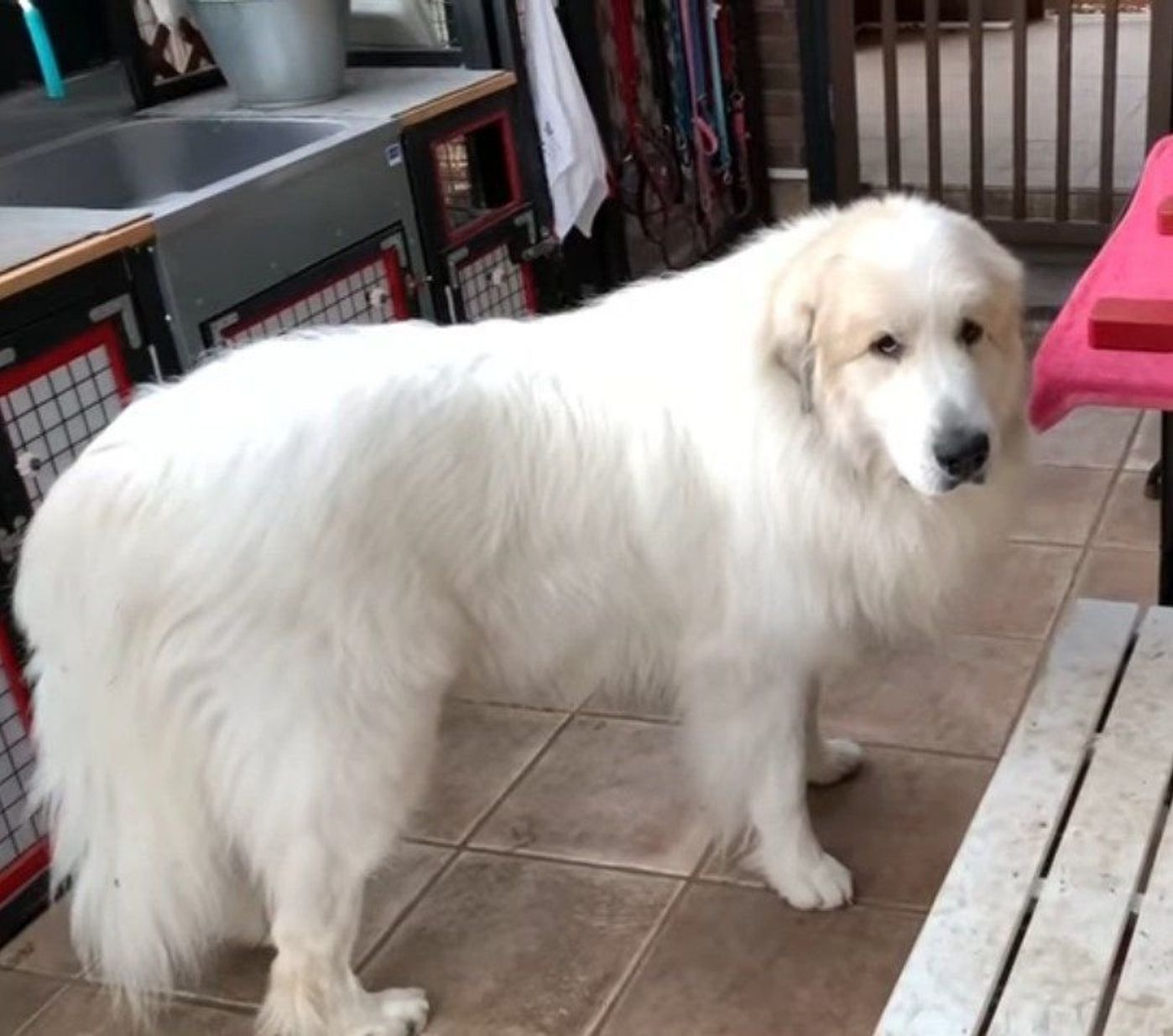 グレートピレニーズが運んできたある 重い物 にびっくり いぬのきもちweb Magazine グレートピレニーズが運んできたある 重い物 にびっくり いぬのきもちweb Magazine