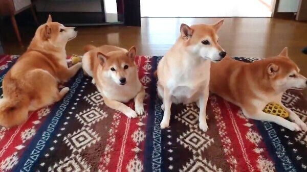 待機中の柴犬一家