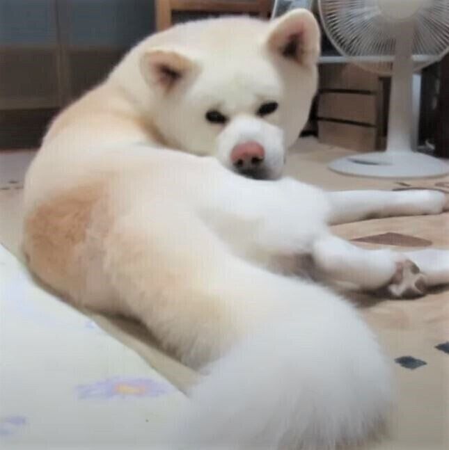 秋田犬のゆうきくん