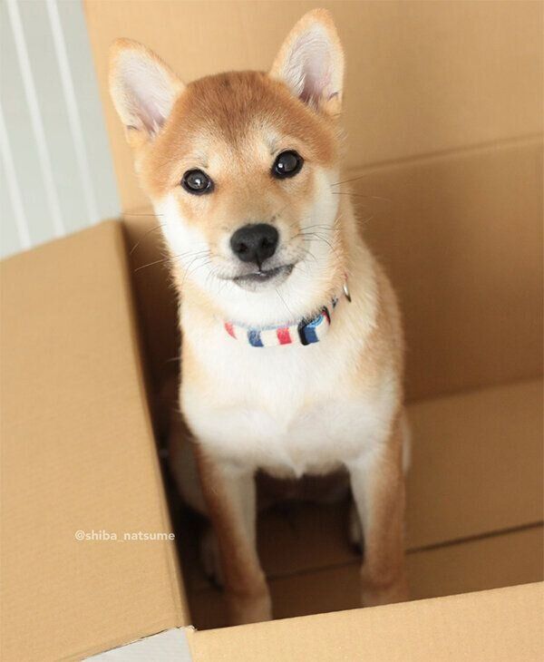 見つめるなつめちゃん