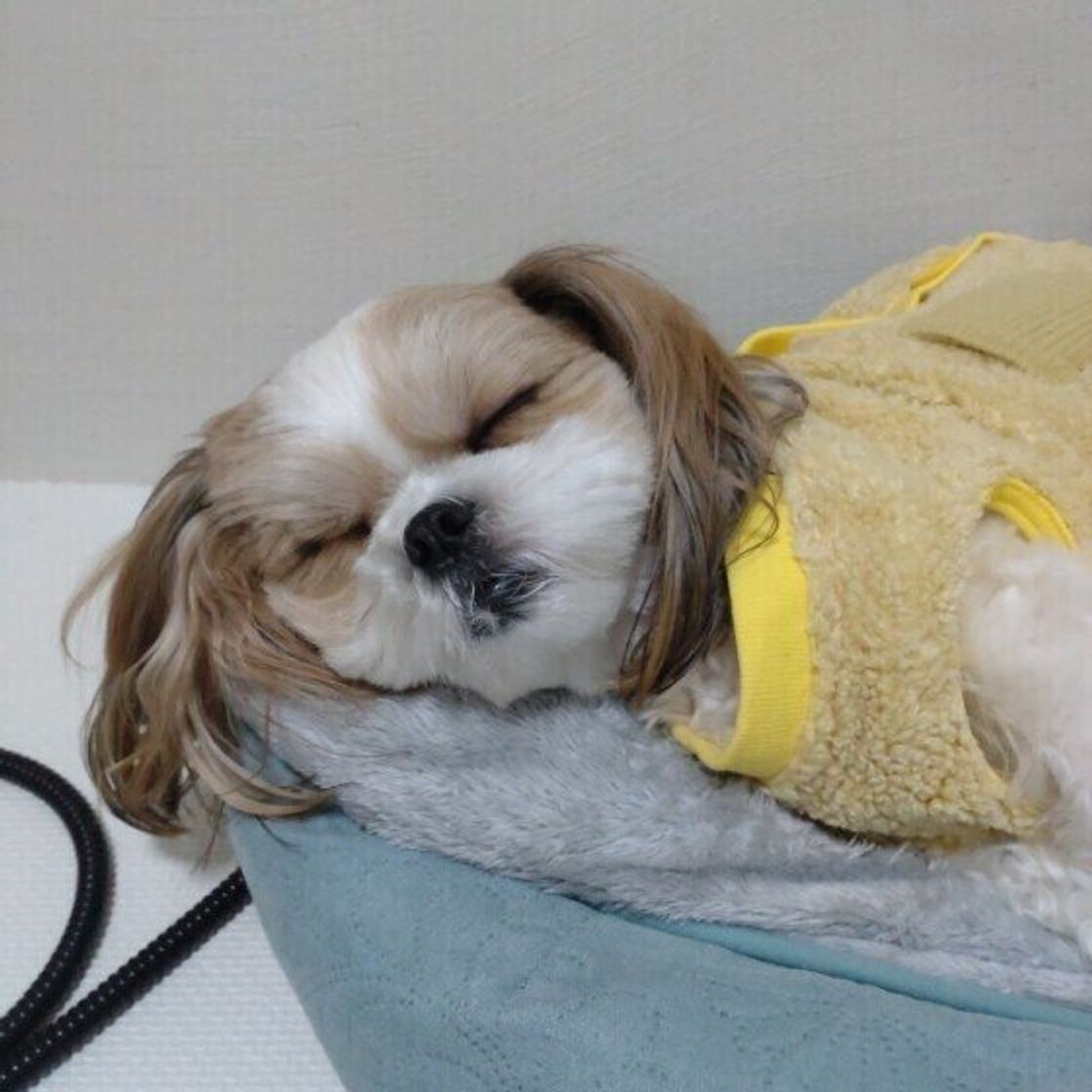 犬の理想的な睡眠環境とは 睡眠のためにやってはいけないng行動も いぬのきもちweb Magazine 犬の理想的な睡眠環境とは 睡眠のためにやってはいけないng行動も いぬのきもちweb Magazine