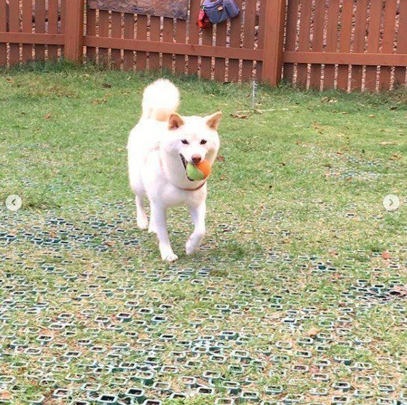 走るるあなちゃん