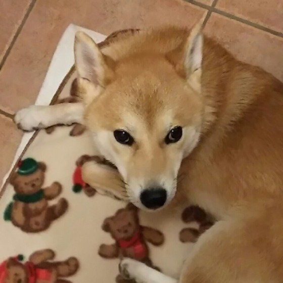 警戒している柴犬