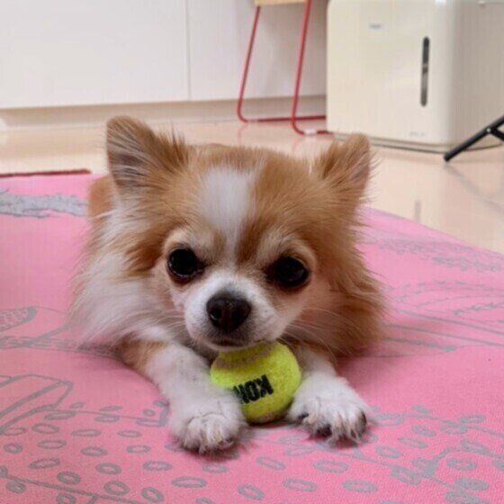 あごのせするチワワ