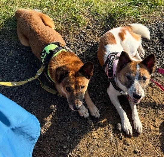仲良く並ぶ2頭の犬