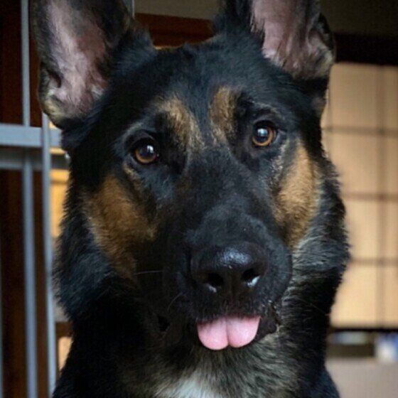 舌が出ているジャーマン・シェパード・ドッグ