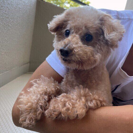 抱っこされるトイ・プードル
