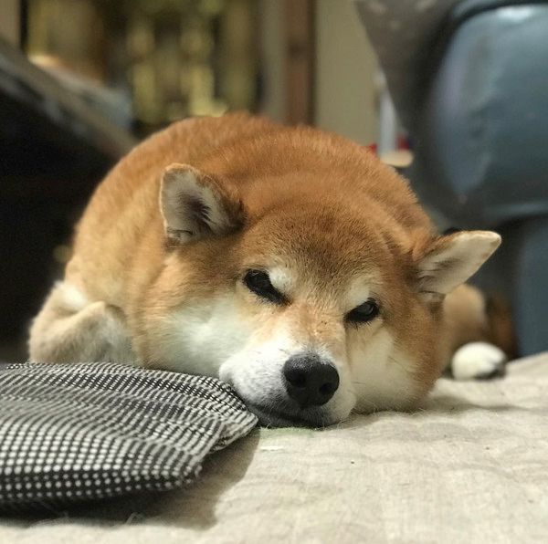 見送る気ゼロな柴犬
