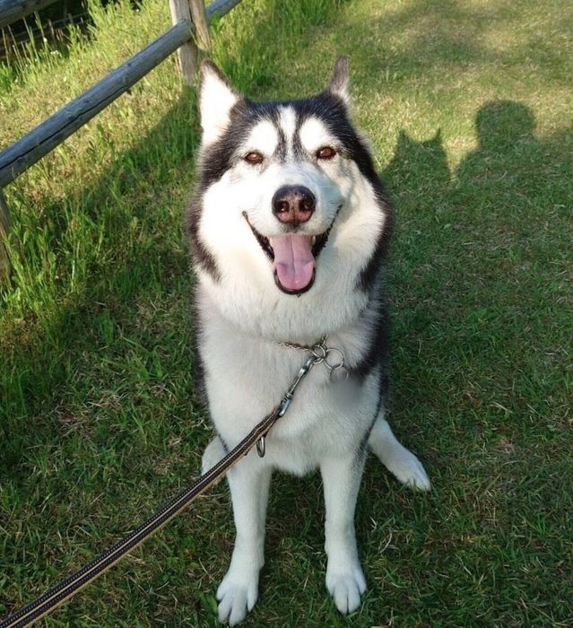 笑顔で見つめてくるロイくん