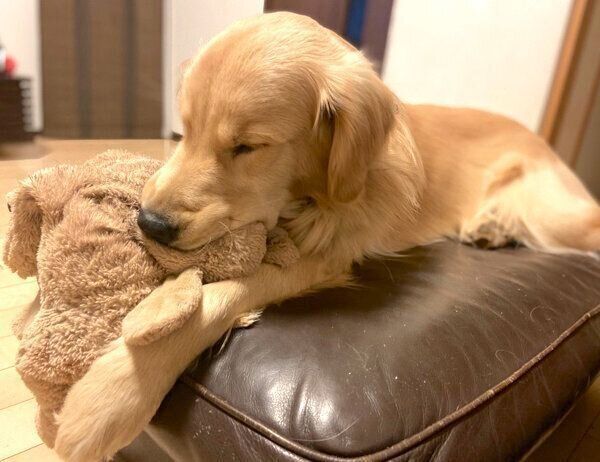 ハムハムしながら寝落ちするまるくん