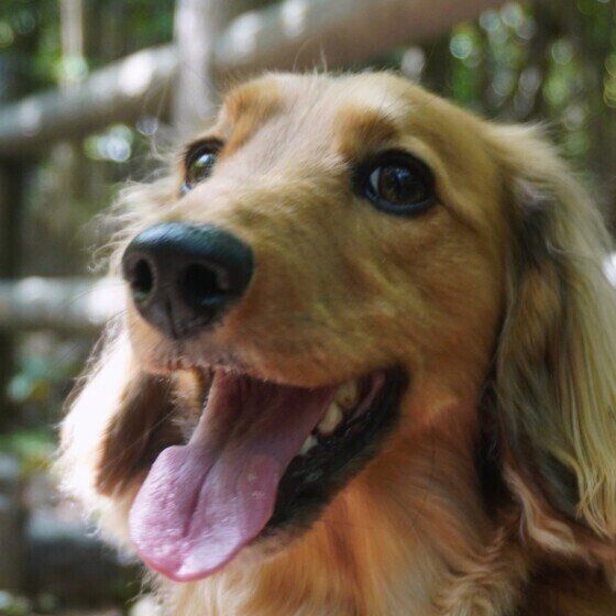 ミニチュア・ダックスフンド