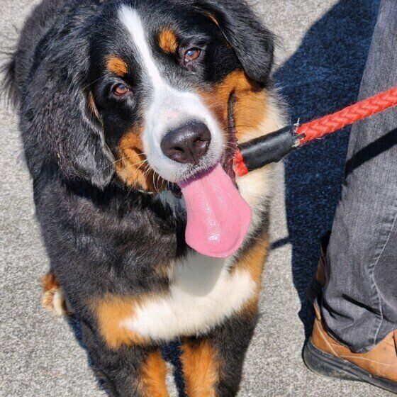 バーニーズ・マウンテン・ドッグのはなちゃん♪