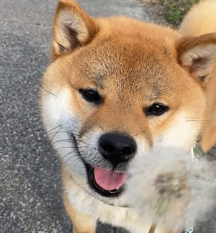 迎え入れから1カ月頃のくま丸くん