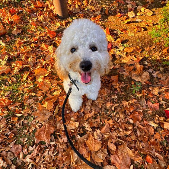 小型犬の天くん